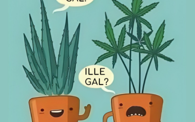 Cannabis: Die vielseitige Pflanze, die mehr als nur ein Kraut ist