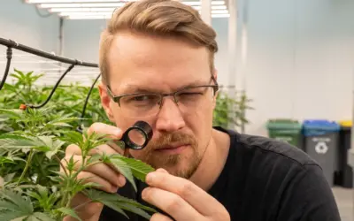 Cannabis Social Clubs in Deutschland finden: 5 Kriterien für seriöse CSCs