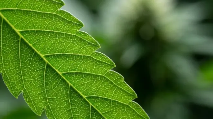 „Extreme Makro-Aufnahme eines gesunden Cannabis-Blattes mit sichtbarer Zellstruktur und feinen Blattadern vor einem weich gezeichneten, botanisch